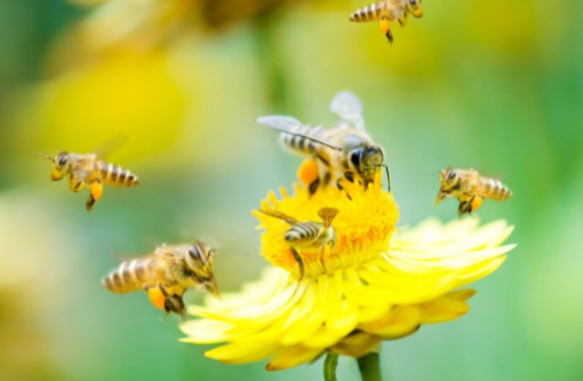 MiTE: oggi la Giornata mondiale delle api. Dal 20 al 24, serie di giornate dedicate alla natura